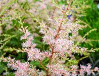 Attractive pink plumes and finely dissected foliage.